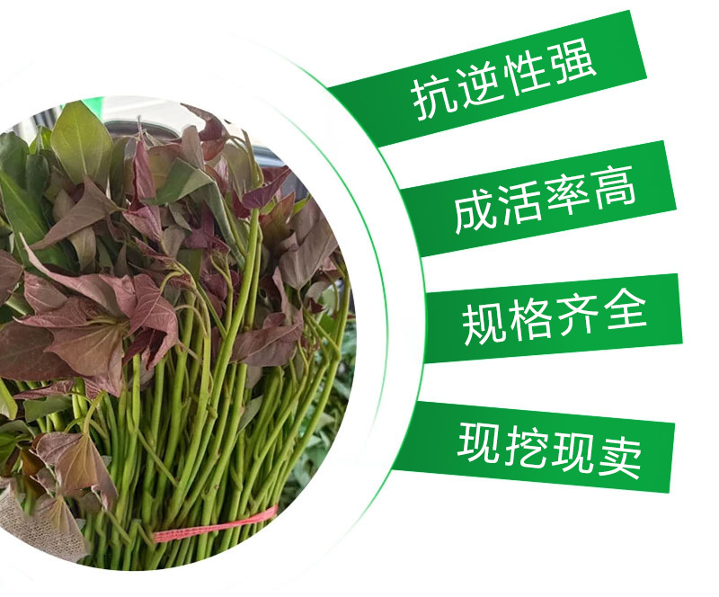 经验丰富，质量保证