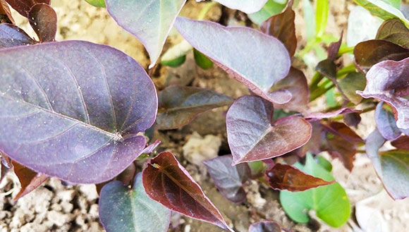 经验丰富，质量保证