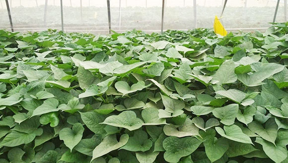 口感纯正，回味悠长