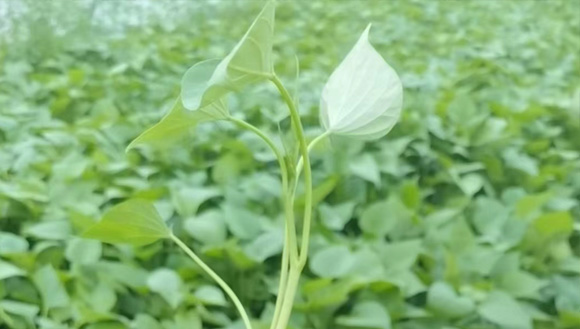 品种齐全，原料纯正