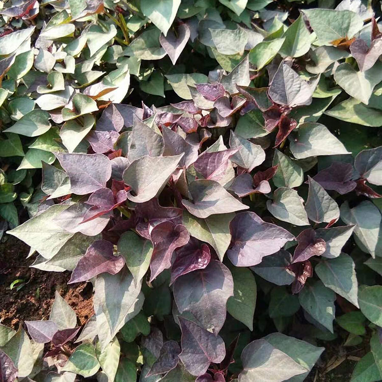 紫薯苗