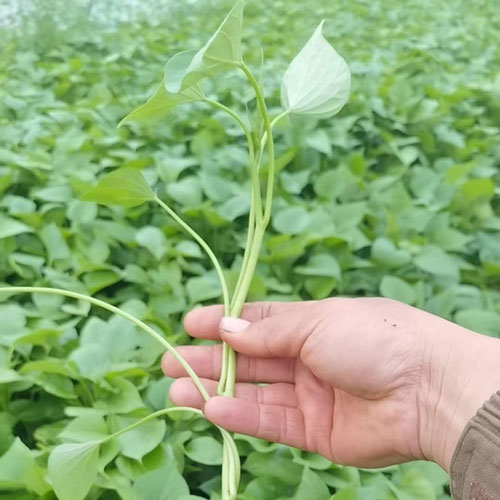 龙薯九号地瓜苗